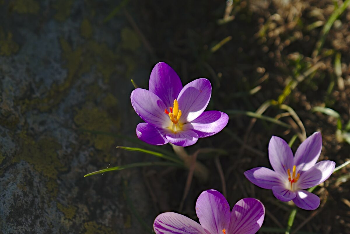 photo photographe adailydream gr20 randonnee france montagne paysage sport fleur