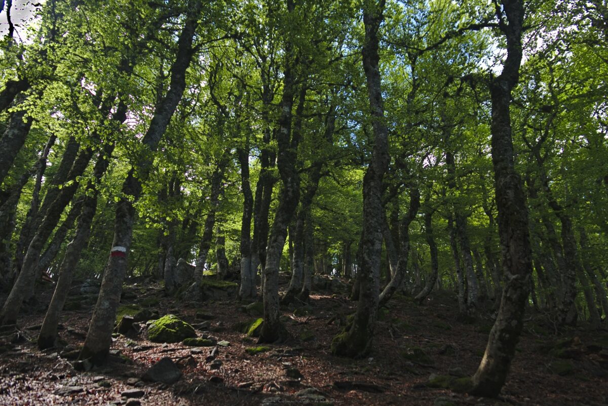 photo photographe adailydream gr20 randonnee france montagne paysage sport foret