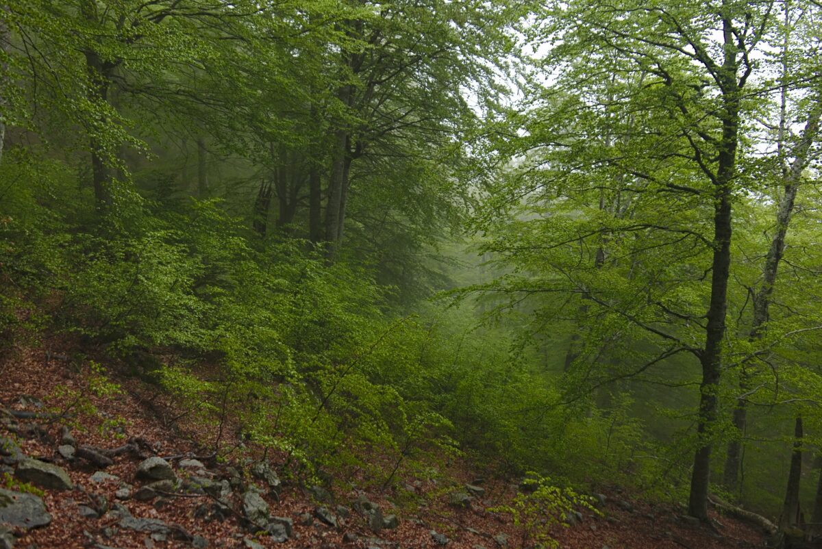 photo photographe adailydream gr20 randonnee france montagne paysage sport foret