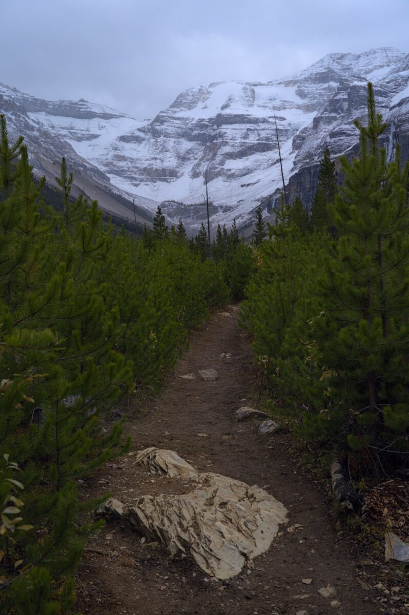 Chemin entre les sapins menant à des montagnes enneigées